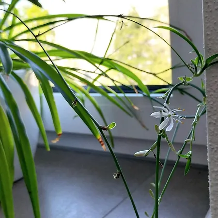 Mit Bauernhof-flair Kempten